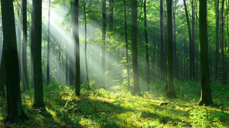 ecoterra cevreci
