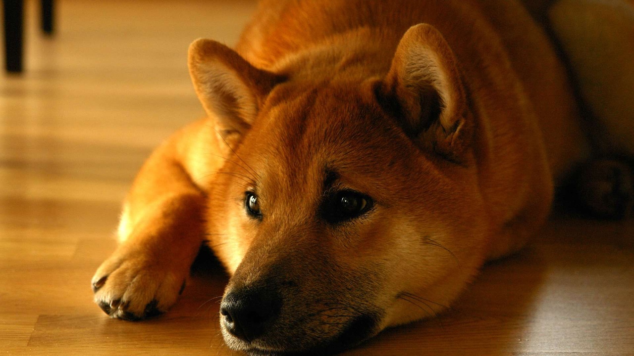 SHIB