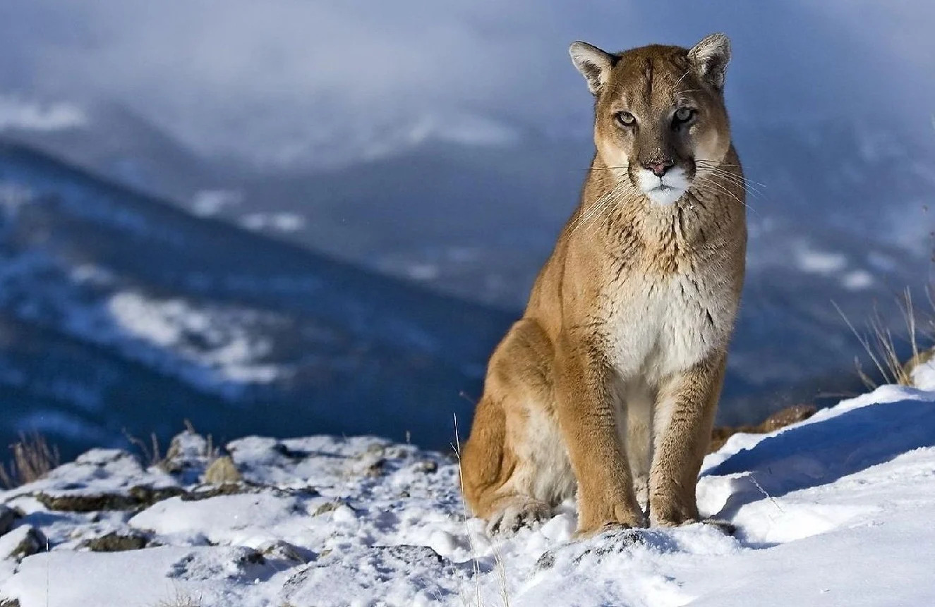 puma