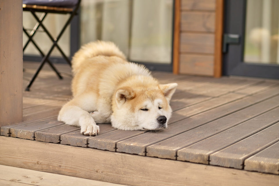 shiba inu dog sleeping on the porch of the house