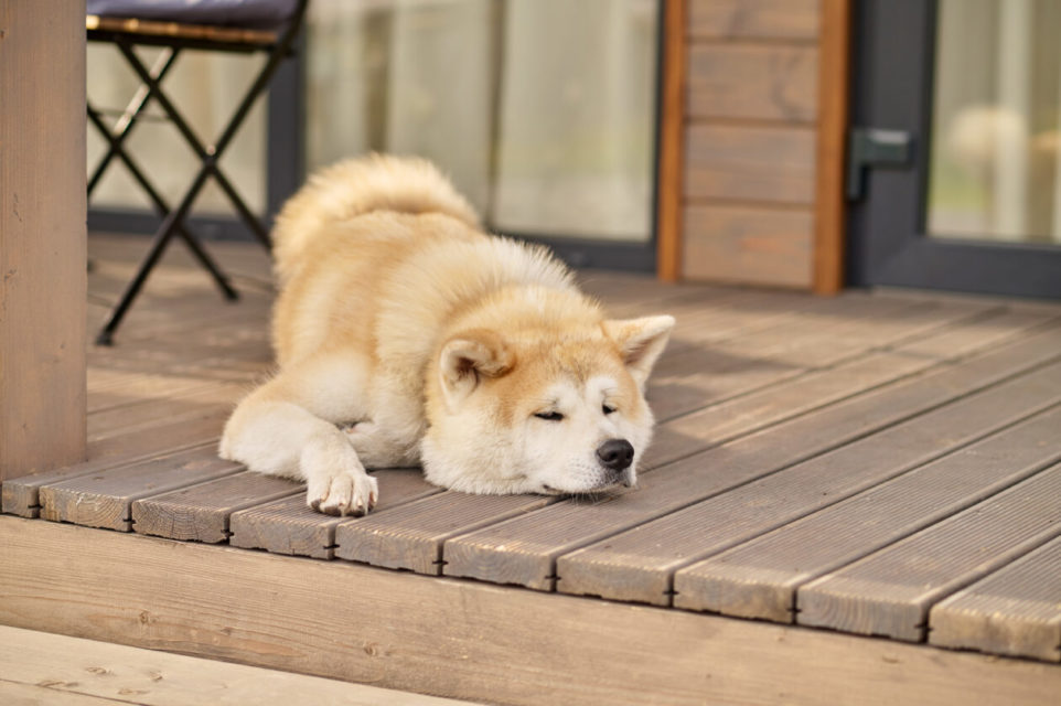 Shiba inu dog lying sleeping on porch of house