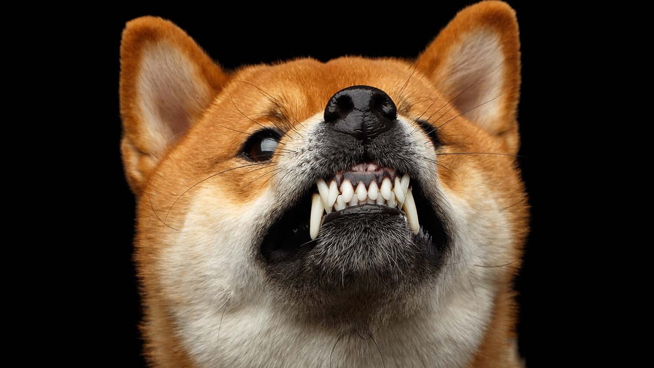 Shiba Inu 3