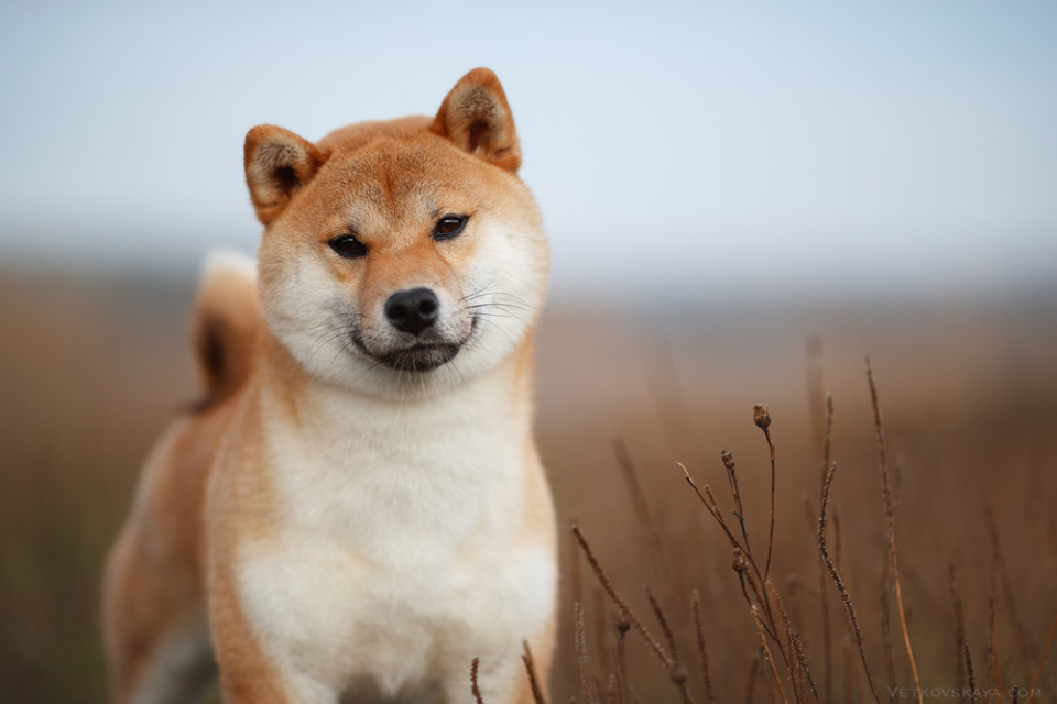shiba Inu
