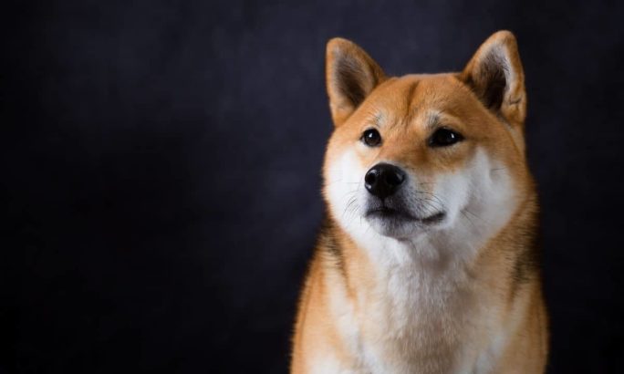 shiba inu 4