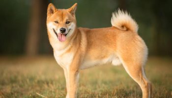 SHIB