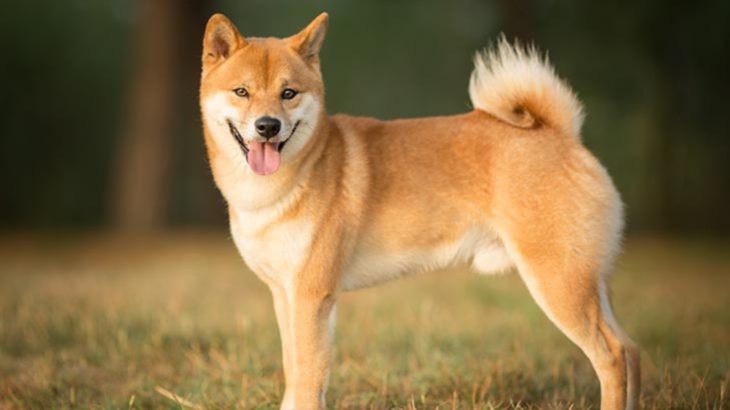 SHIB
