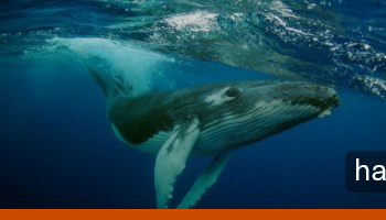 whale