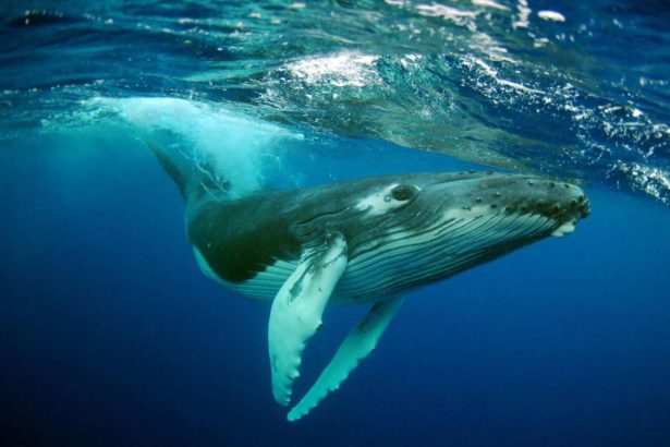 whale