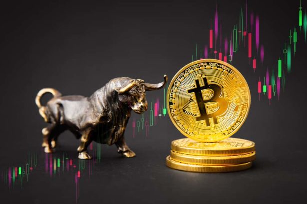 btc bull