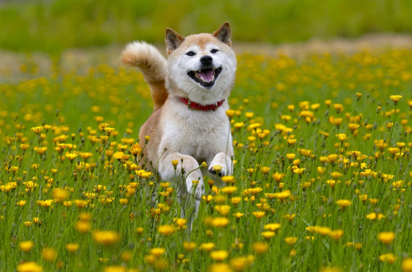 shiba 2