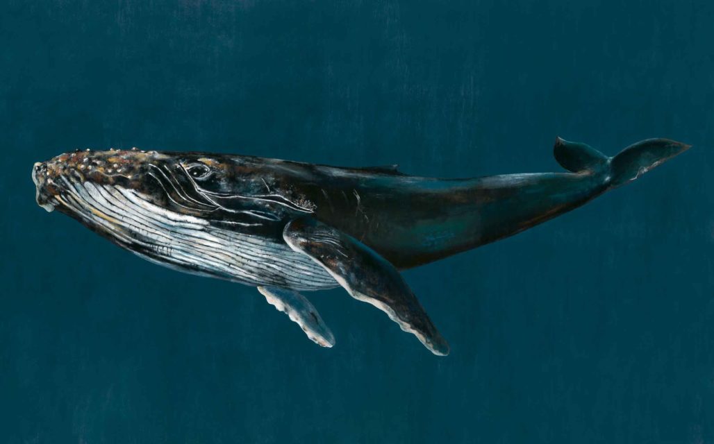 whale 42