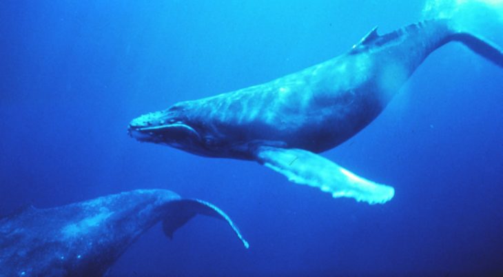 whale